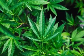 Weed