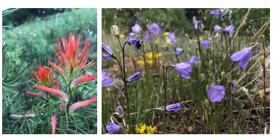 Giant Red Indian Paintbrush, Meadow Paintbrush (Castilleja miniata) Mountain Harebell (Campanula lasiocarpa)