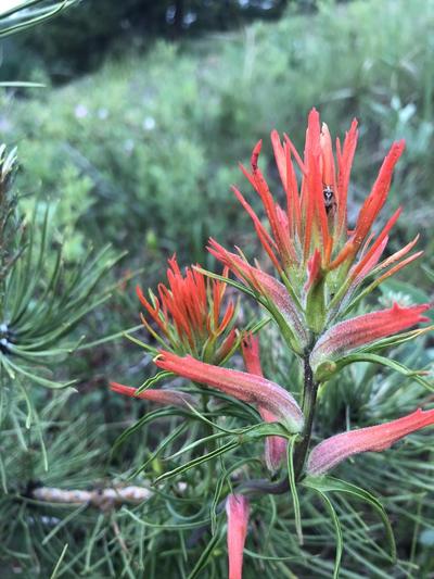 Indian Paint Brush